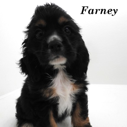 puppy, for, sale, Cocker Spaniel, Joe & Cherri  Overlease, dog, breeder, Miller, MO, dog-breeder, puppy-for-sale, forsale, nearby, find, puppyfind, locator, puppylocator, aca